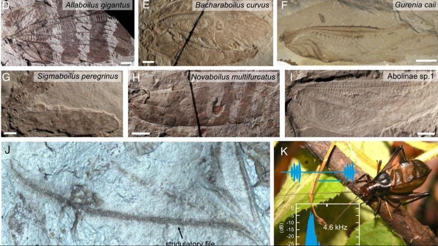 Ricostruiscono come suonavano gli insetti nelle foreste del Giurassico 165 milioni di anni fa