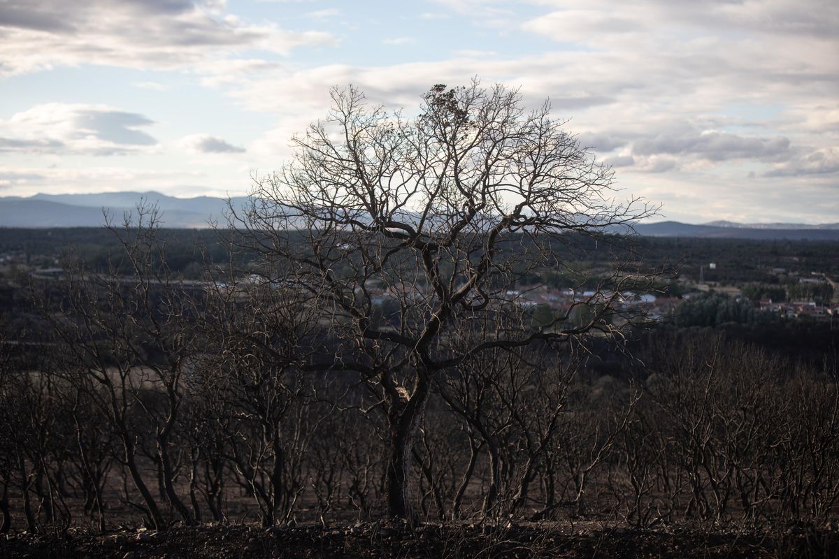 El paisaje después del incendio
