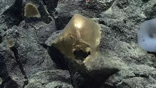 Un extraño objeto biológico dorado encontrado en el fondo del océano desconcierta a los científicos