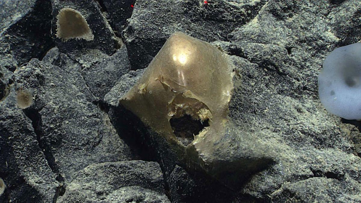 El espécimen no identificado, visto in situ en un afloramiento rocoso a una profundidad de unos 3.300 metros, se apreció el 30 de agosto de 2023 en el Golfo de Alaska.