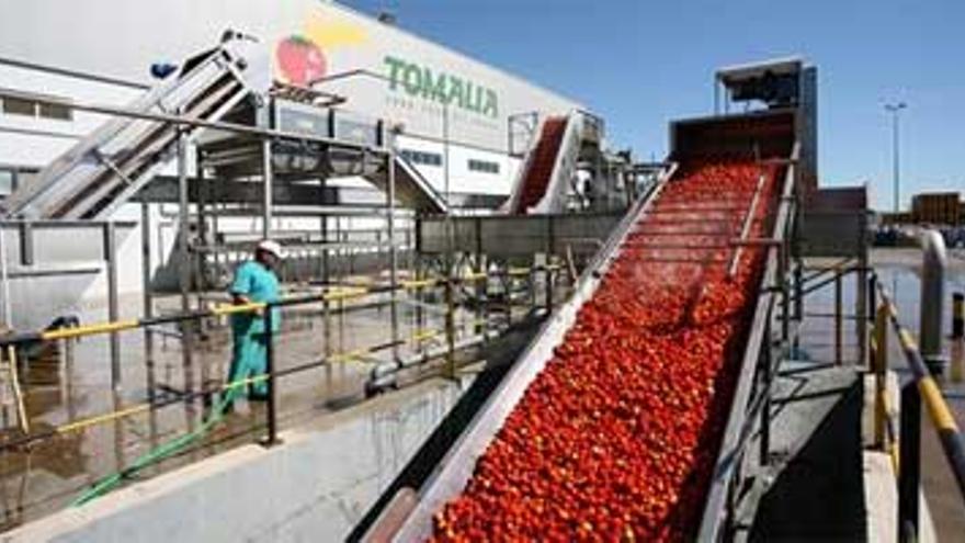 La campaña del tomate se desarrolla &quot;sin preocupaciones&quot;, según el consejero de Agricultura
