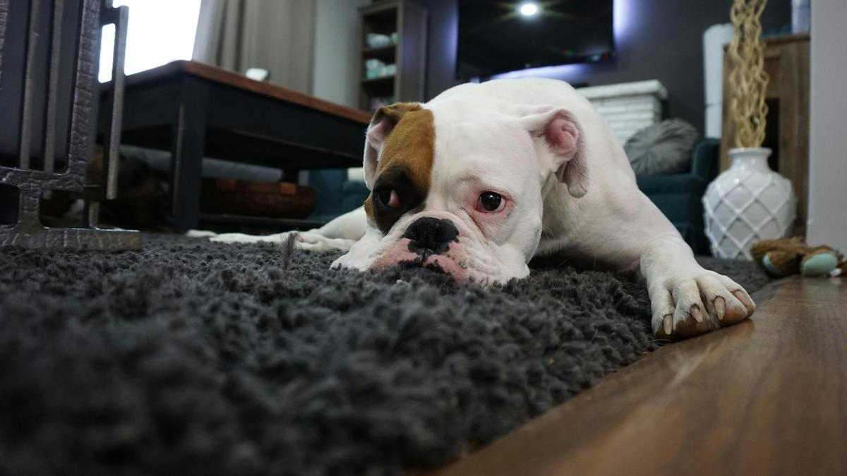 Las mascotas se encuentran en contacto continuo con la alfombra, un motivo más para mantenerlas aseadas