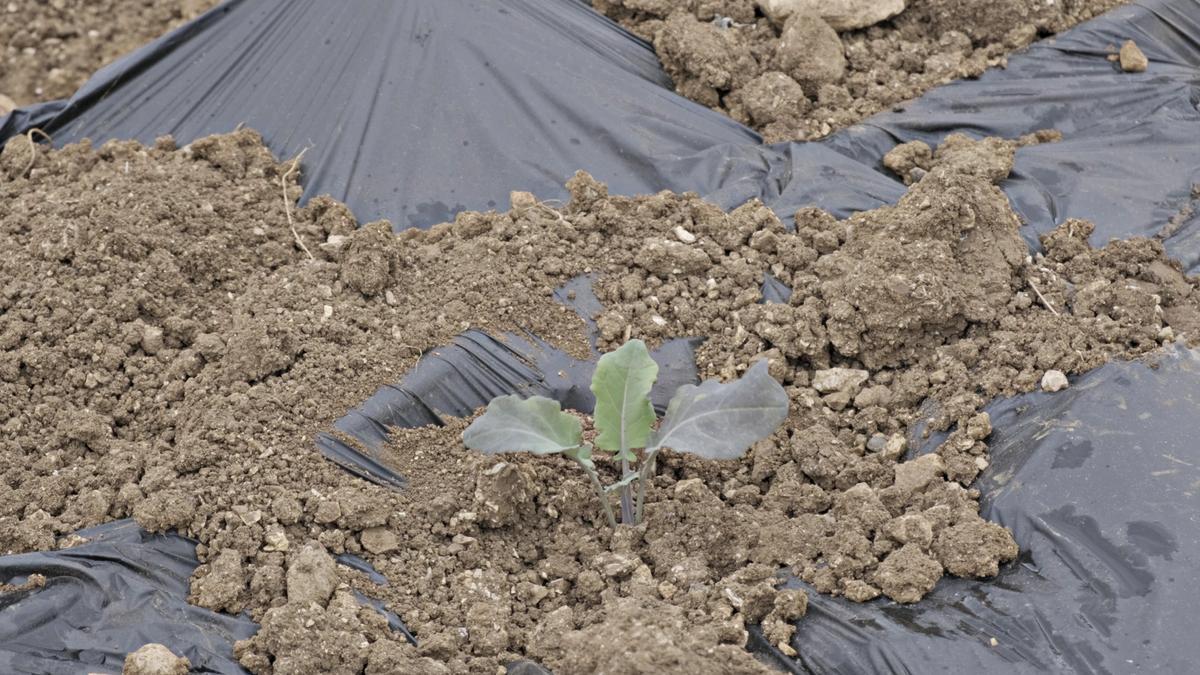 Una veintena de fincas sustituyen 170 kilómetros de plástico de acolchado convencional por otro biodegradable