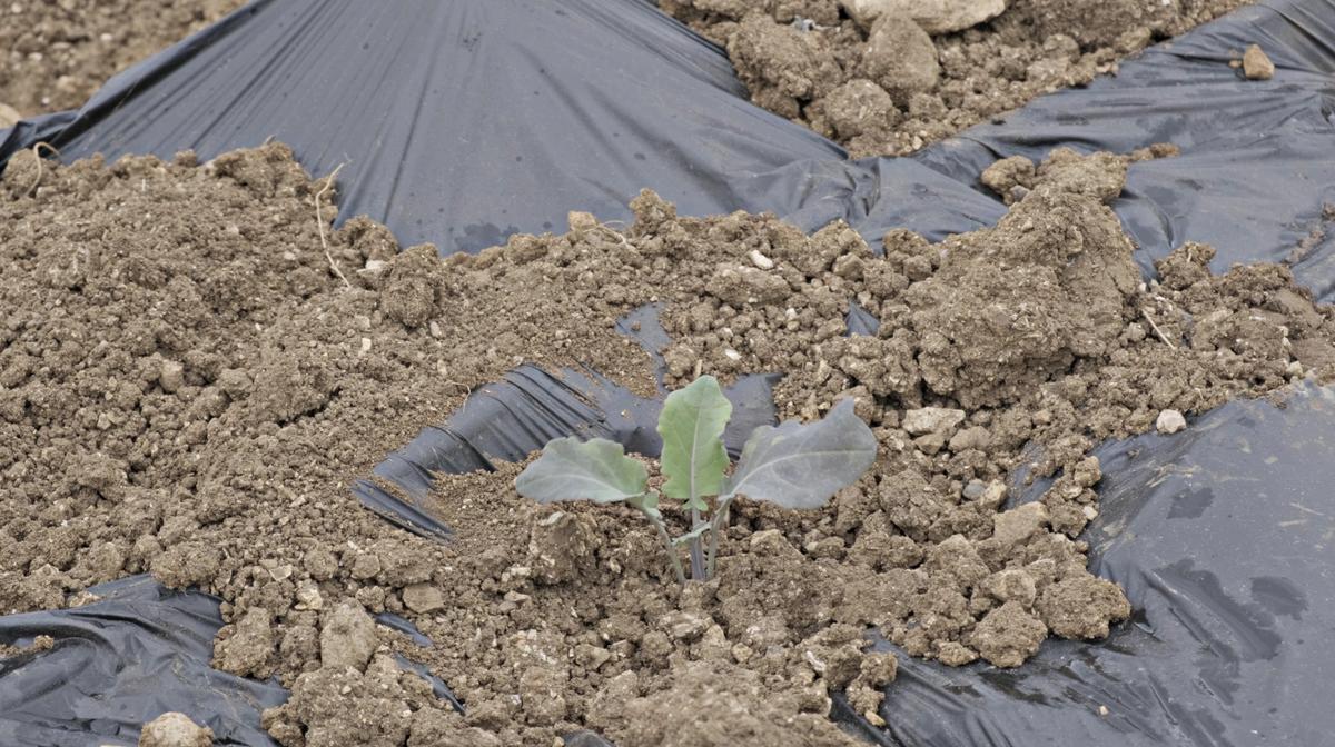 Una veintena de fincas sustituyen 170 kilómetros de plástico de acolchado convencional por otro biodegradable