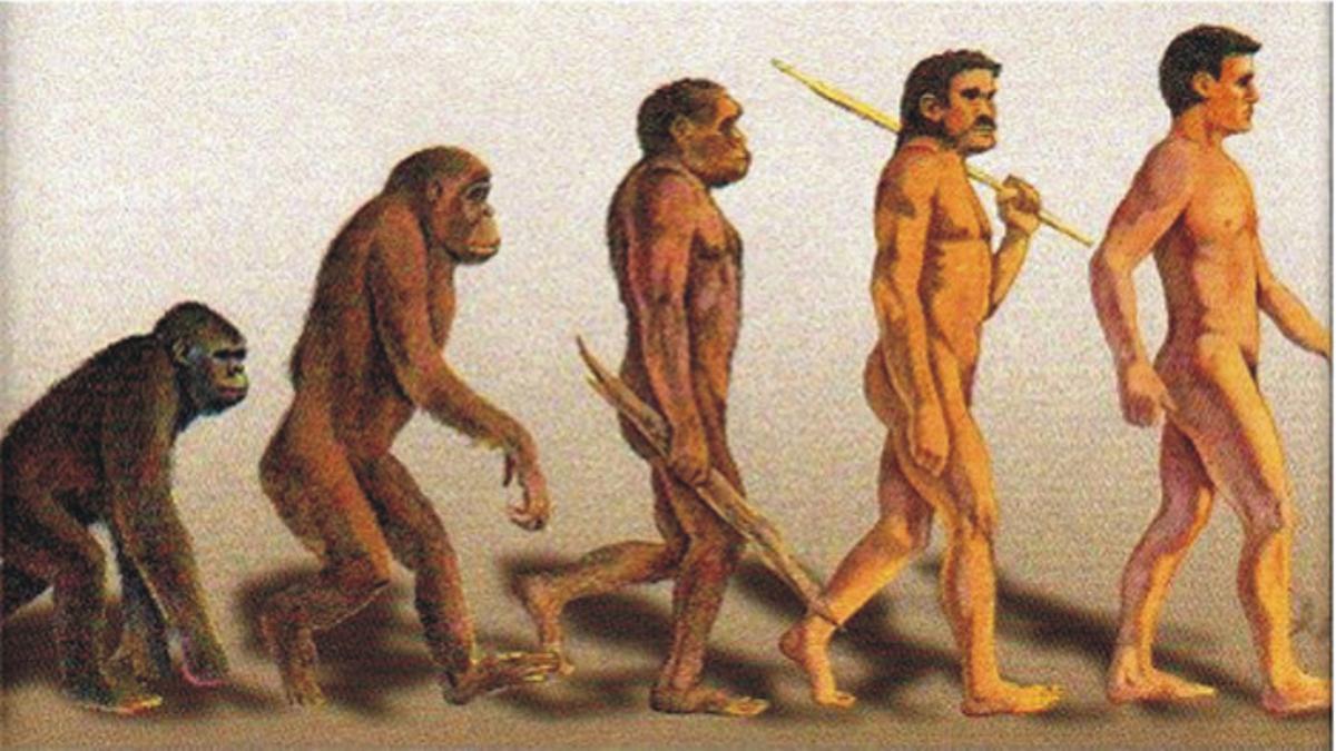 Evolución del australopitecus, homo erectus, homo sapiens al hombre.