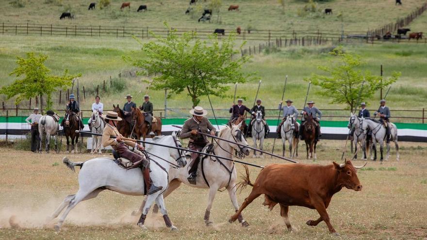 PACMA exige al Ayuntamiento de Olivenza el expediente completo del evento 'Faenas y doma de campo'