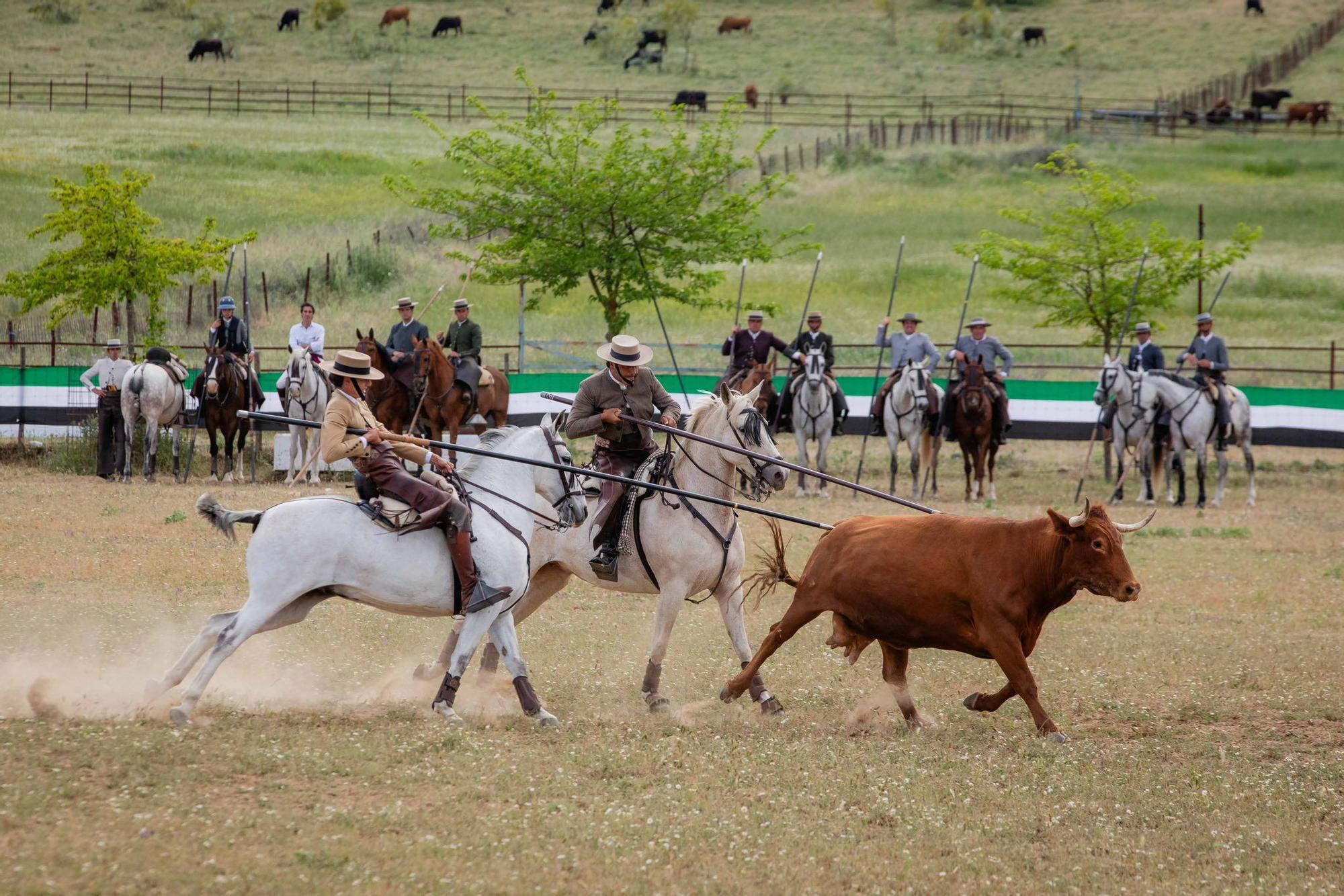LV Campeonato Interautonomías de Faenas y Doma de Campo.