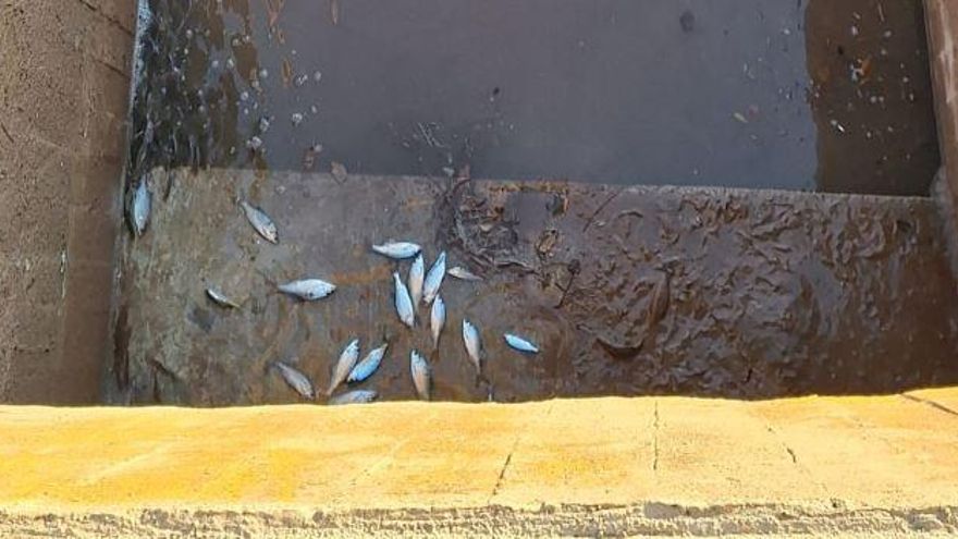 La Junta de la Séquia intentarà evitar que quedin peixos fora de l&#039;aigua quan tanca comportes a l&#039;Agulla