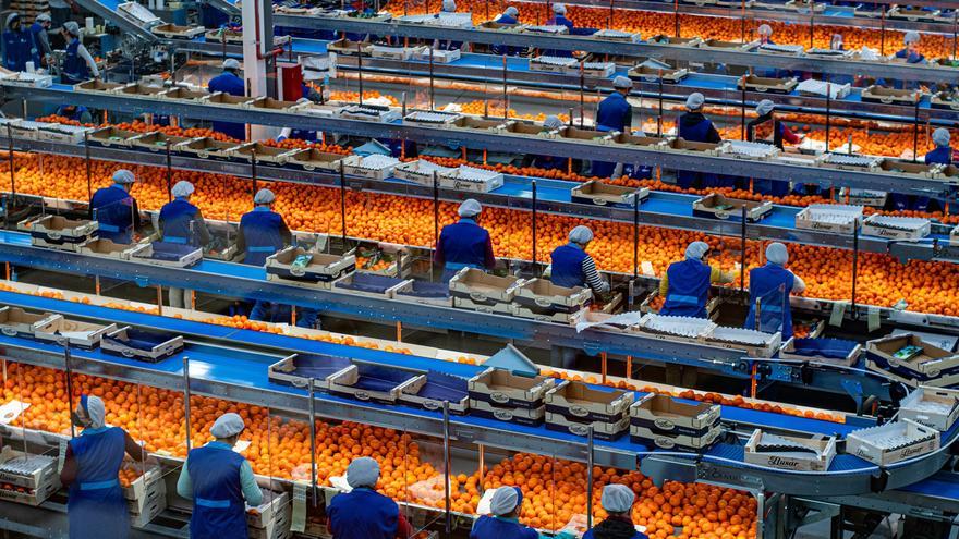 ‘Boom’ de mandarinas de fuera de la UE con la cosecha en mínimos en Castellón