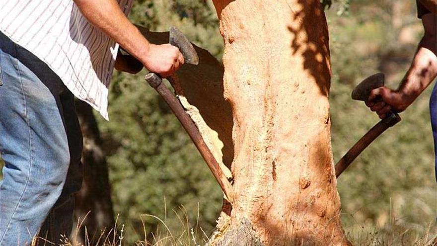 Piden un &quot;protocolo de saca&quot; para mejorar la calidad del corcho en Extremadura