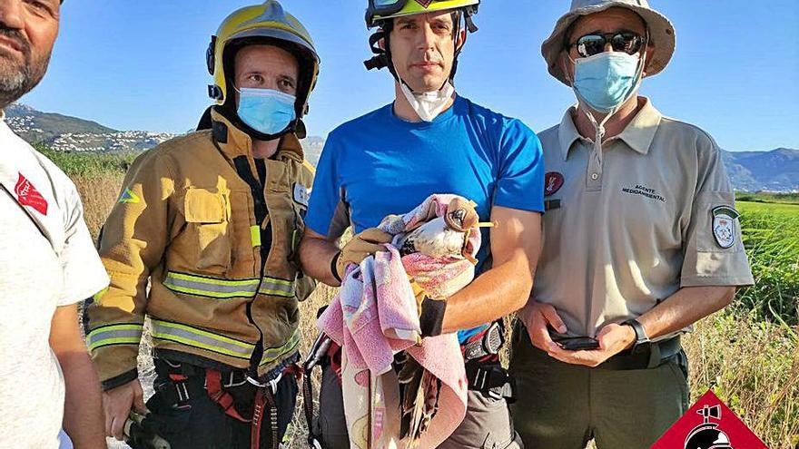 Arriba, el águila con sus salvadores y un momento del rescate. | BOMBEROS ALICANTE