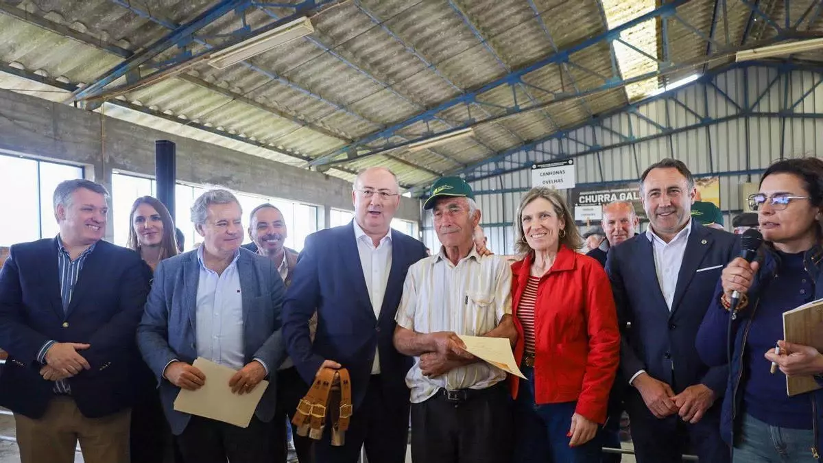 La "Churra Galega Mirandesa" se exhibe en la feria de Malhadas de Miranda do Douro