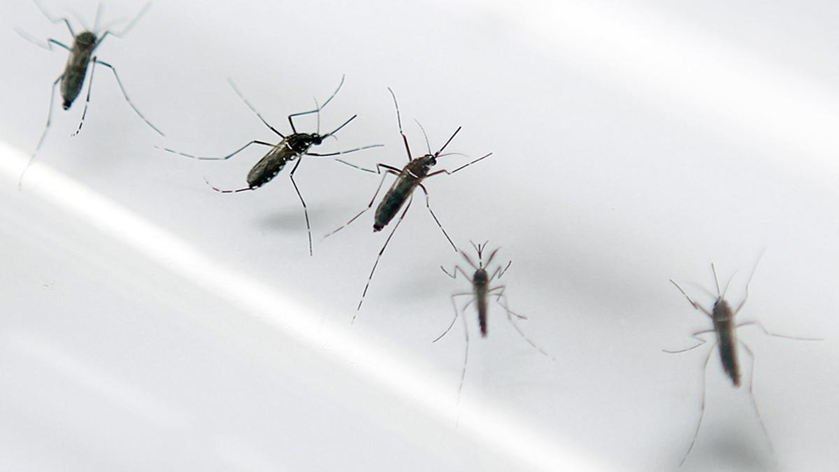 Mosquitos de la especie 'Aedes aegypti'.