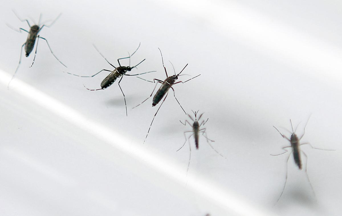 Una empresa reclzada per Bill Gates allibera milions de mosquits modificats genèticament Una empresa reclzada per Bill Gates allibera milions de mosquits modificats genèticament