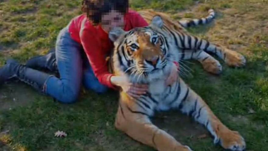 Una mujer y un tigre en uno de los vídeos promocionales del centro zoológico de Paderne.