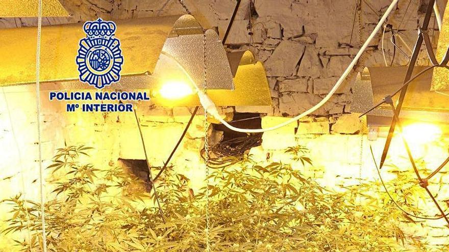 Las plantas de marihuana intervenidas en el piso de Tremañes.