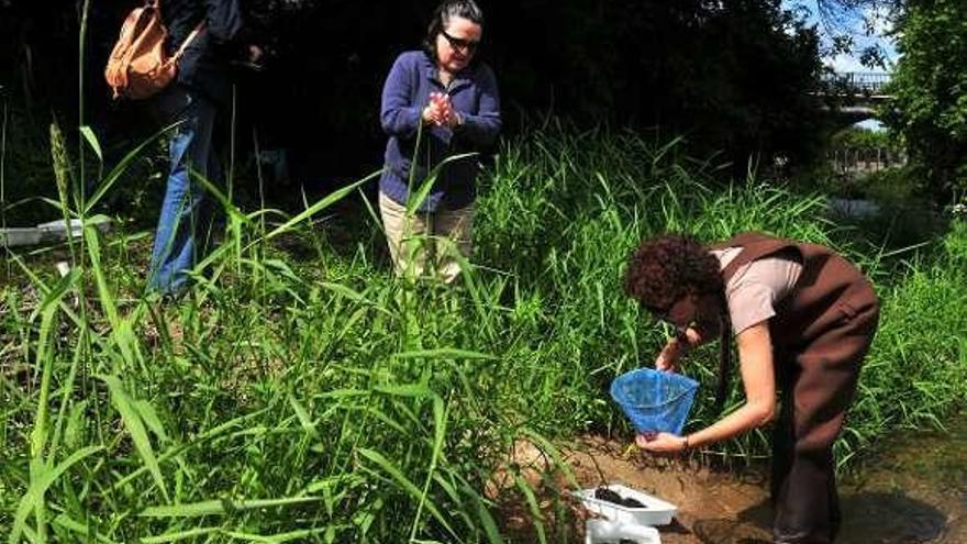 Una actividad del Colectivo Ecoloxista do Salnés. // Faro