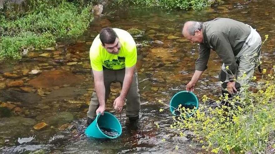 Las Mestas del Narcea suelta alevines de salmón en Salas