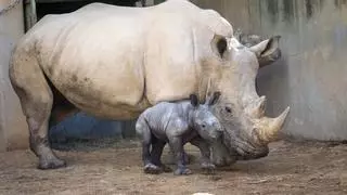 Bioparc València consigue la reproducción del rinoceronte blanco tras 18 años de trabajo