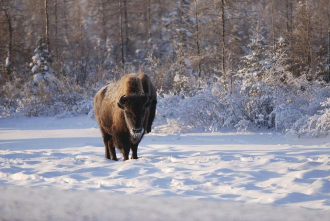 Bisonte canadiense