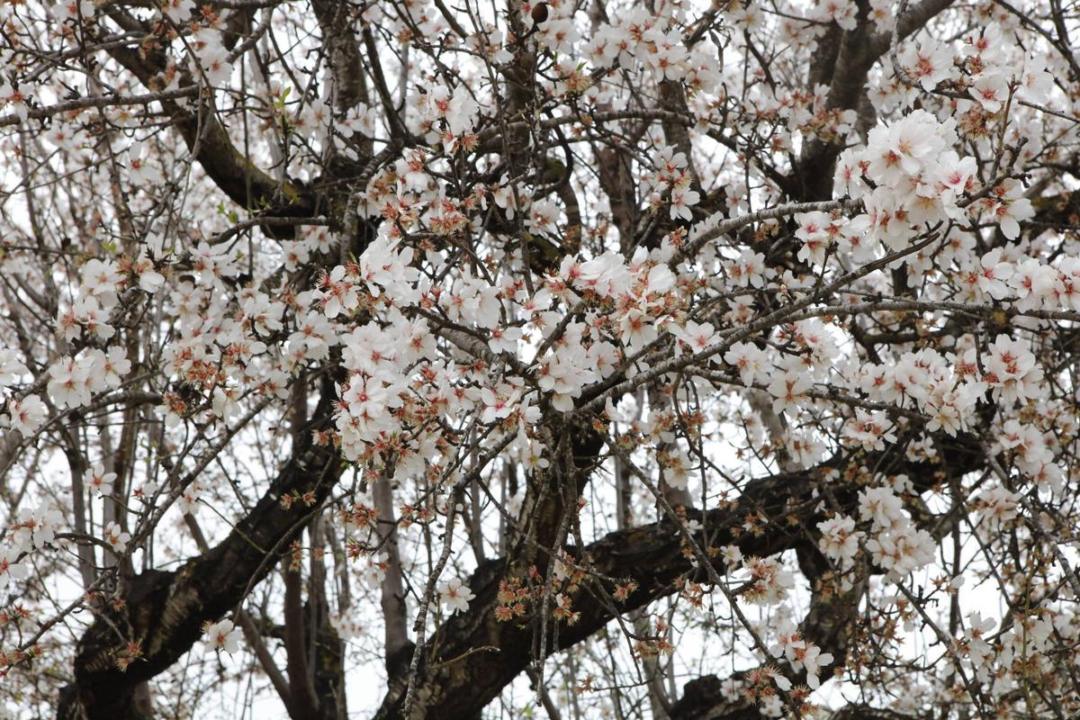 Weiße Pracht auf Mallorca: Die Mandelblüte ist wieder da