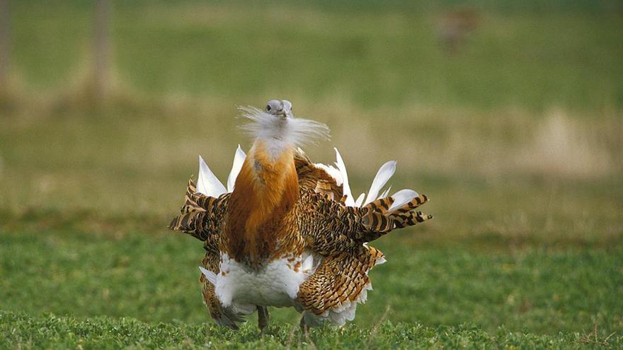 Extremadura, Aragón y el Alentejo prueban un modelo agrario para proteger aves esteparias en la Red Natura 2000