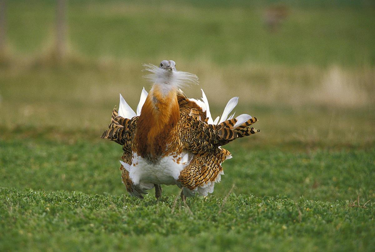 Macho de avutarda.