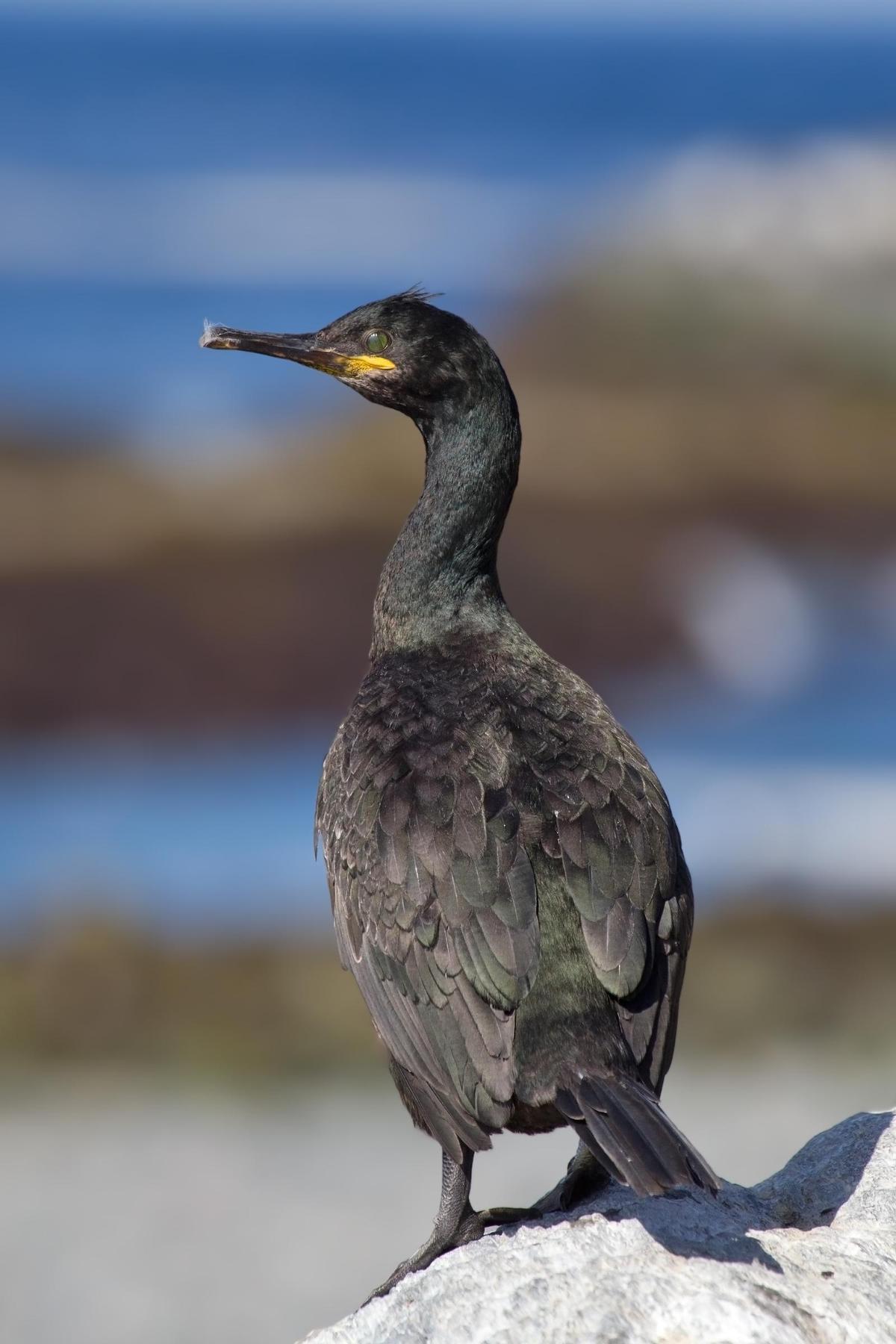 Cormorán moñudo 'aristotelis', la variante que anida en las Islas Atlánticas de Galicia