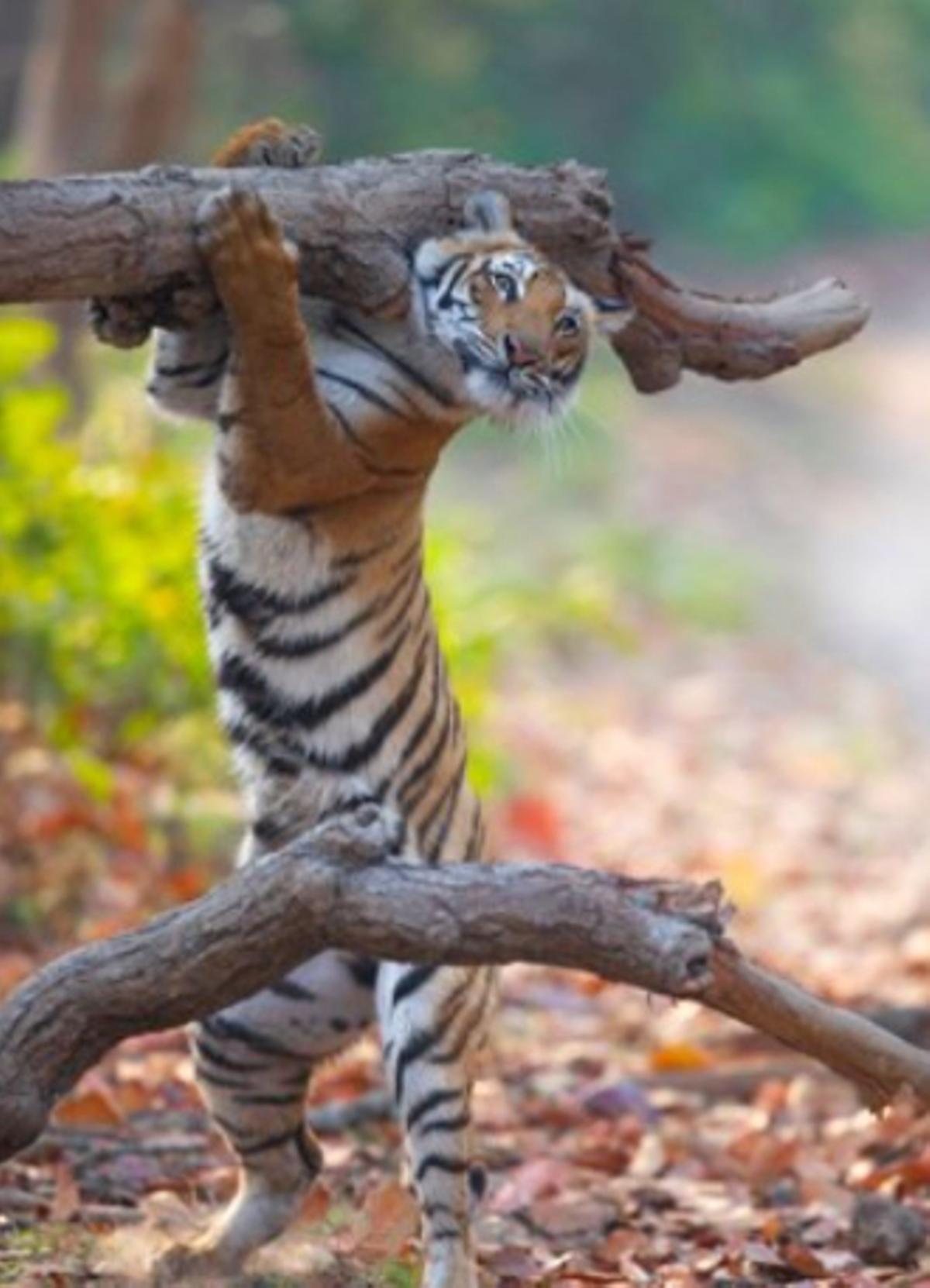 Las fotos de animales salvajes más divertidas del año