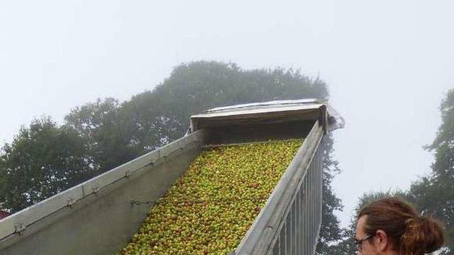 Juan Manuel Menéndez, descargando manzana.