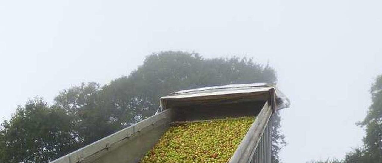 Juan Manuel Menéndez, descargando manzana.