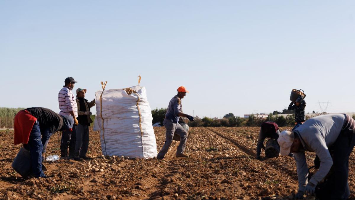 Un grupo de jornaleros recolecta patatas en una finca del Campo de Cartagena.