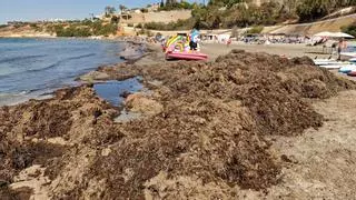 Toneladas de algas ocupan la primera línea de las playas de Orihuela