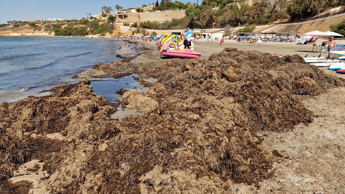 Algas en primera línea en La Caleta, en Cabo Roig