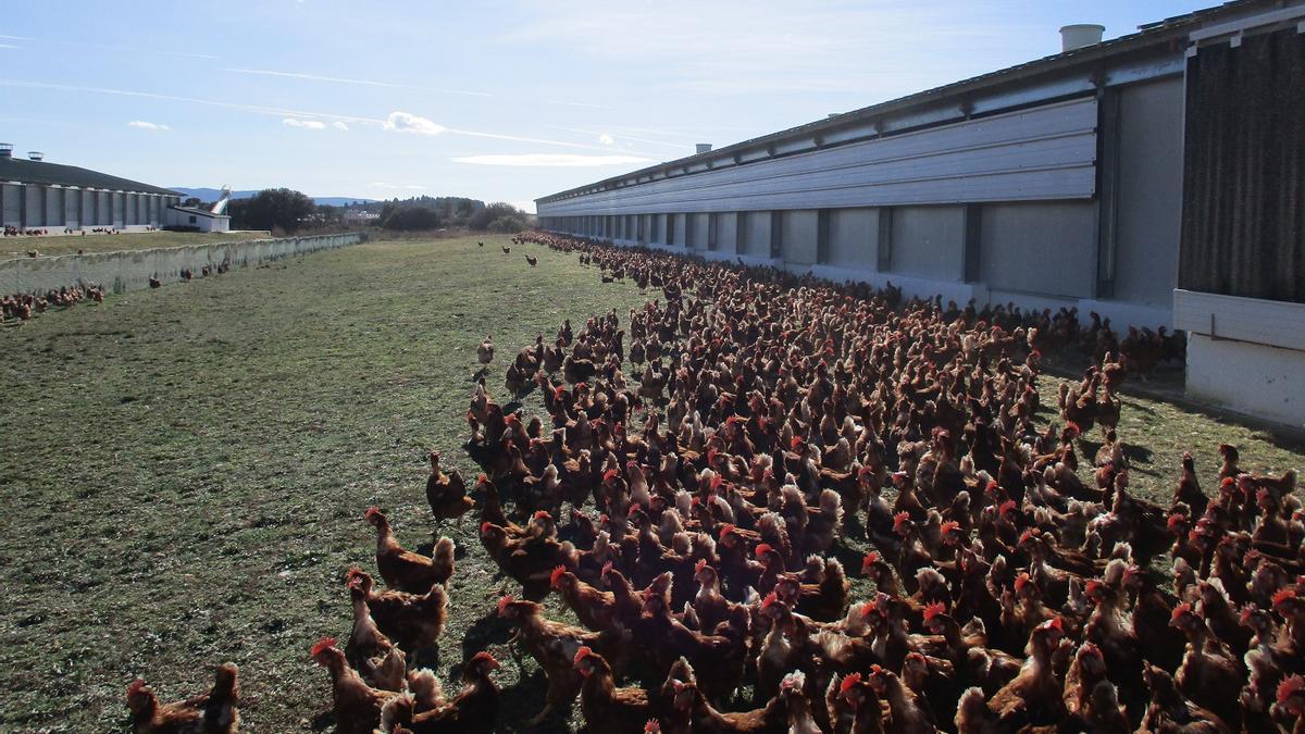 Una de las granjas pertenecientes al Grupo Huevos Guillén.