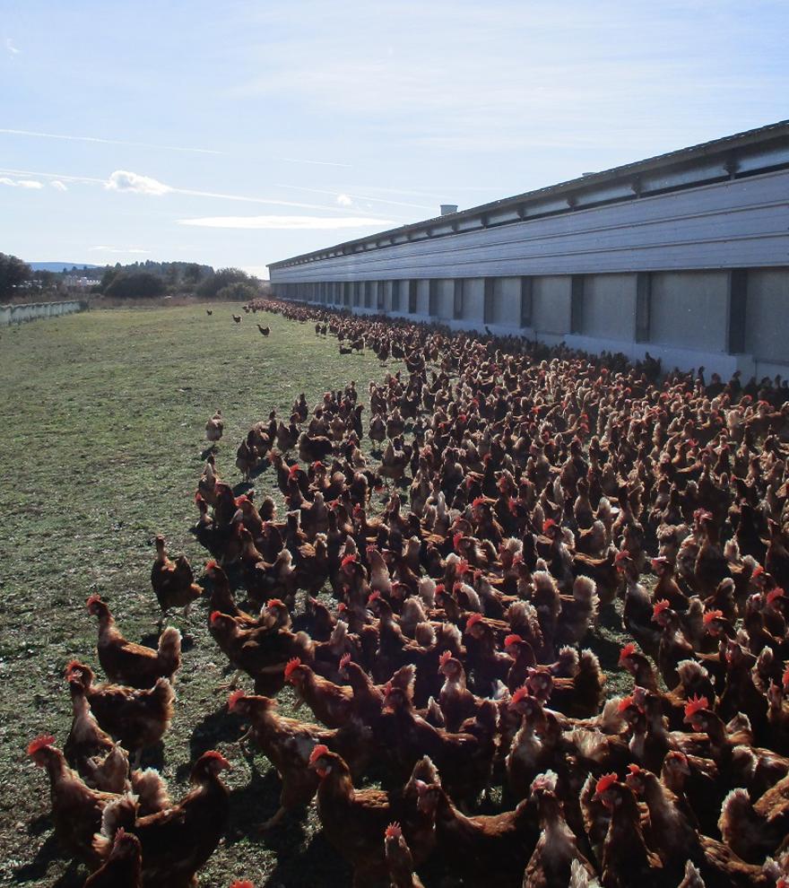 El líder en el sector avícola que abandera la sostenibilidad