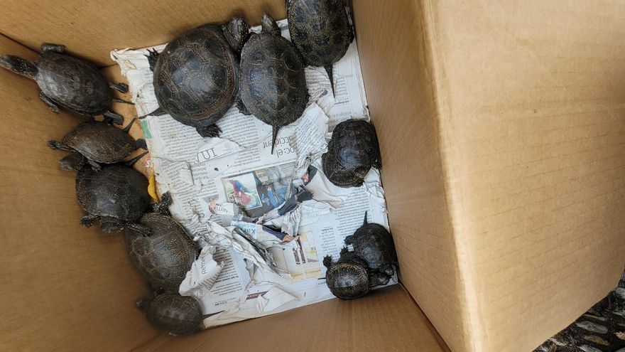 Alliberen tortugues d’estany als Aiguamolls de l’Empordà per ajudar en la seva conservació
