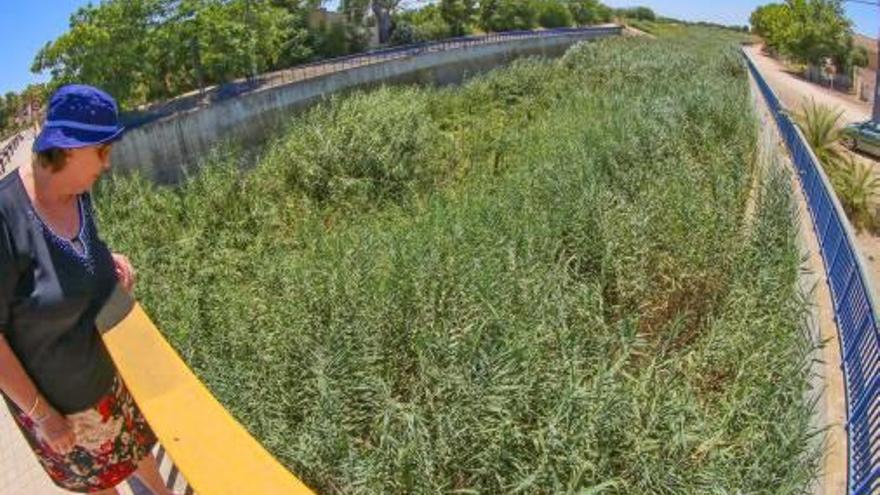 Las cañas inundan el cauce del río Segura y la CHS no sabe cuándo se desbrozará