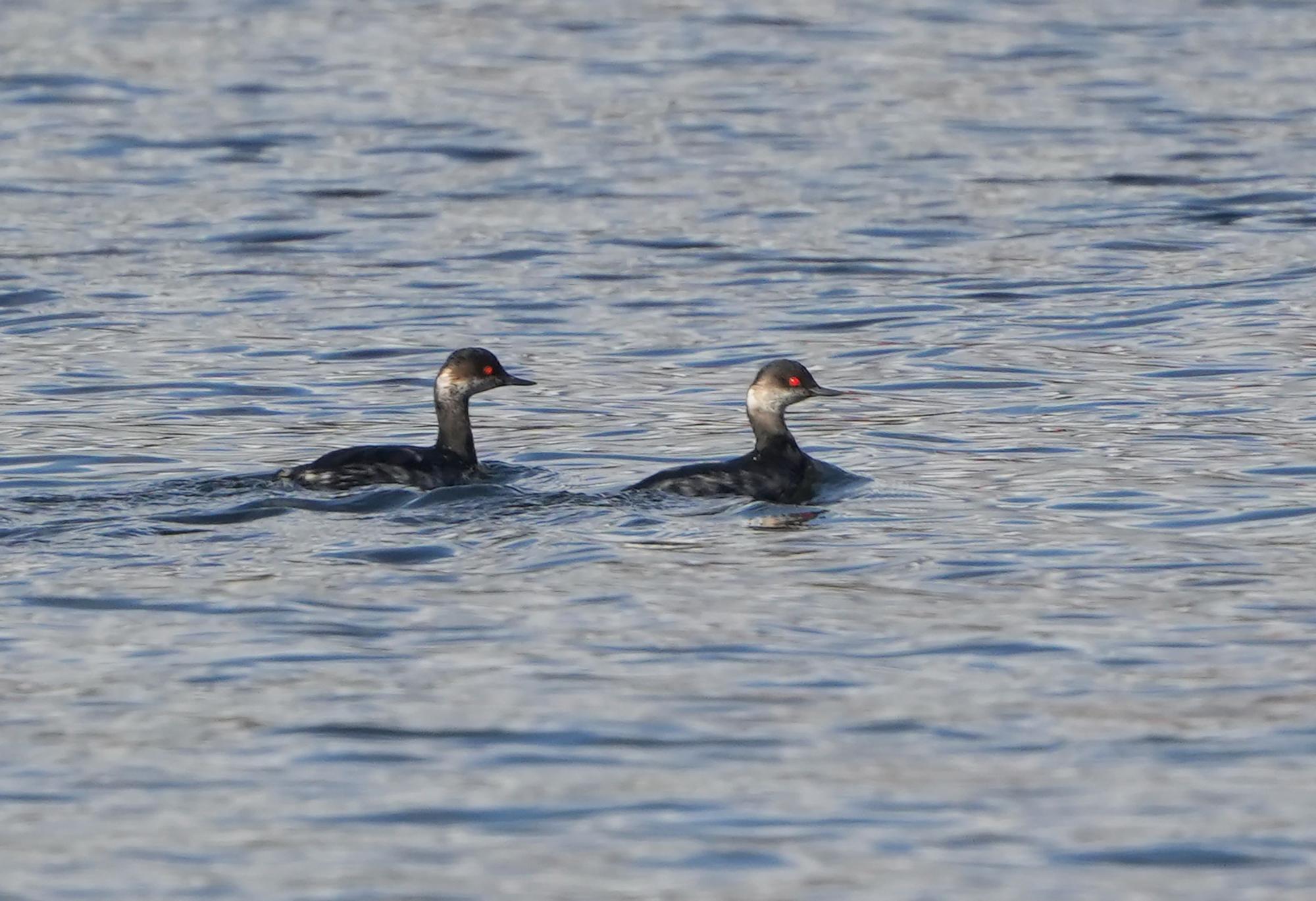 Aves avistadas en la primera expedición del año a bordo del "Chasula".