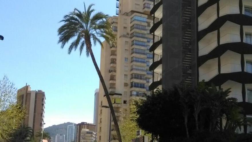 Adiós a una palmera protegida por una cuestión de seguridad