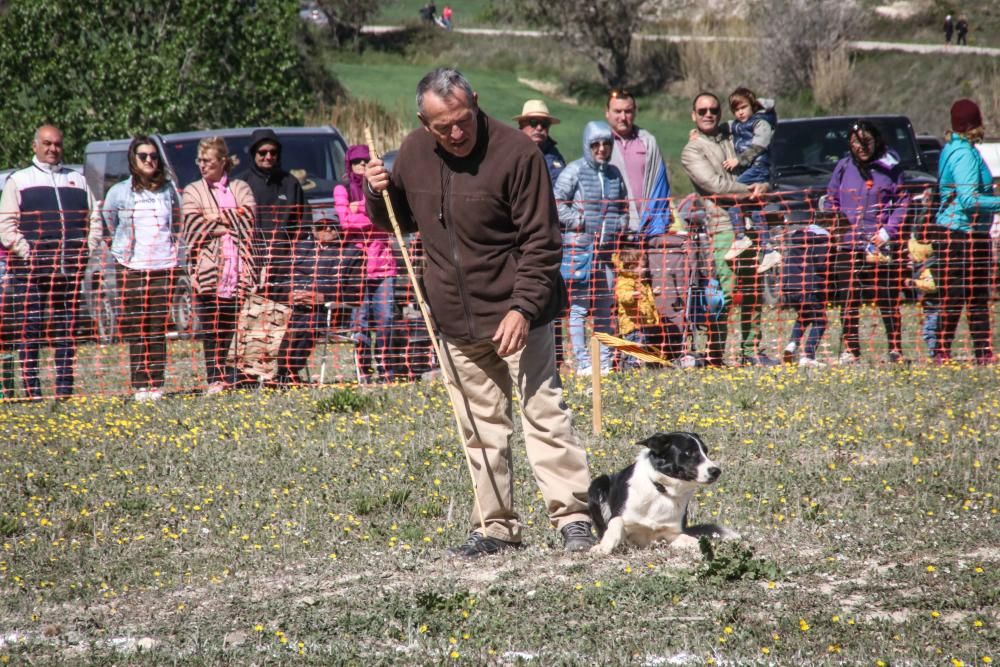 Concurso de perros pastores en Agres