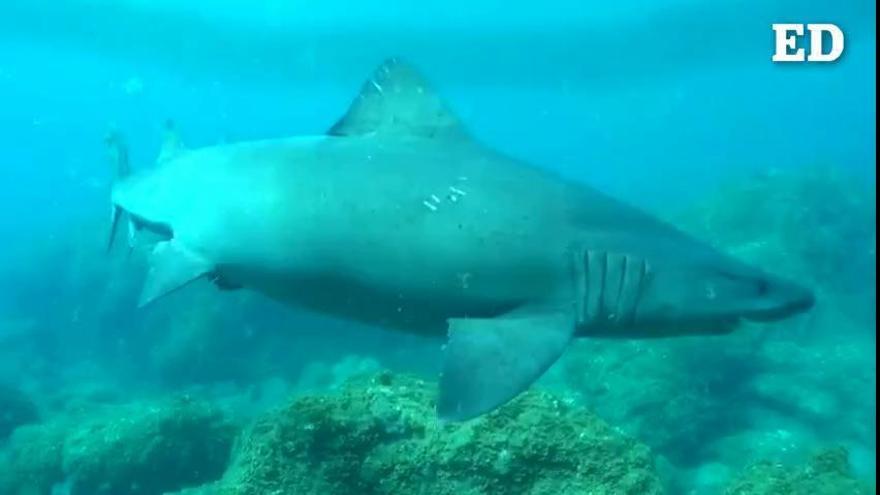 Espectacular avistamiento de tres tiburones solrayo