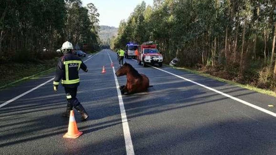 Un accidente con un caballo implicado en la misma carretera. // FdV