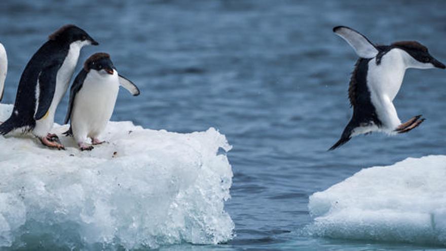 Unos pingüinos en la Antártida.