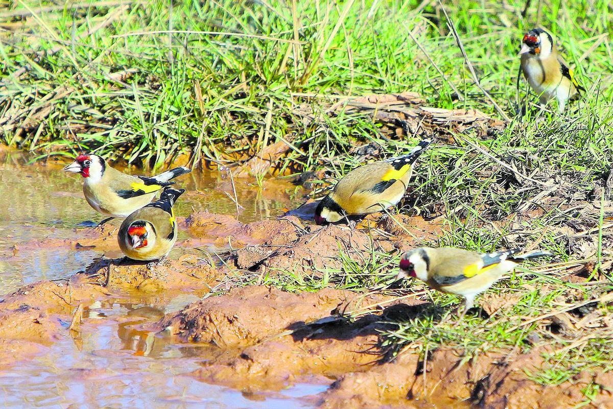 Un grup de caderneres veu d'un toll d'aigua al medi natural, una imatge més habitual en entorns urbans.