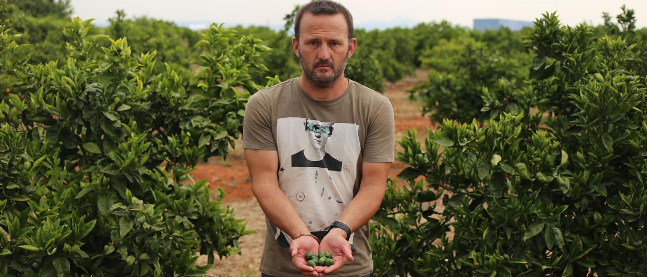 El 'cotonet' amenaza con arruinar la campaña citrícola ante la inacción del Gobierno