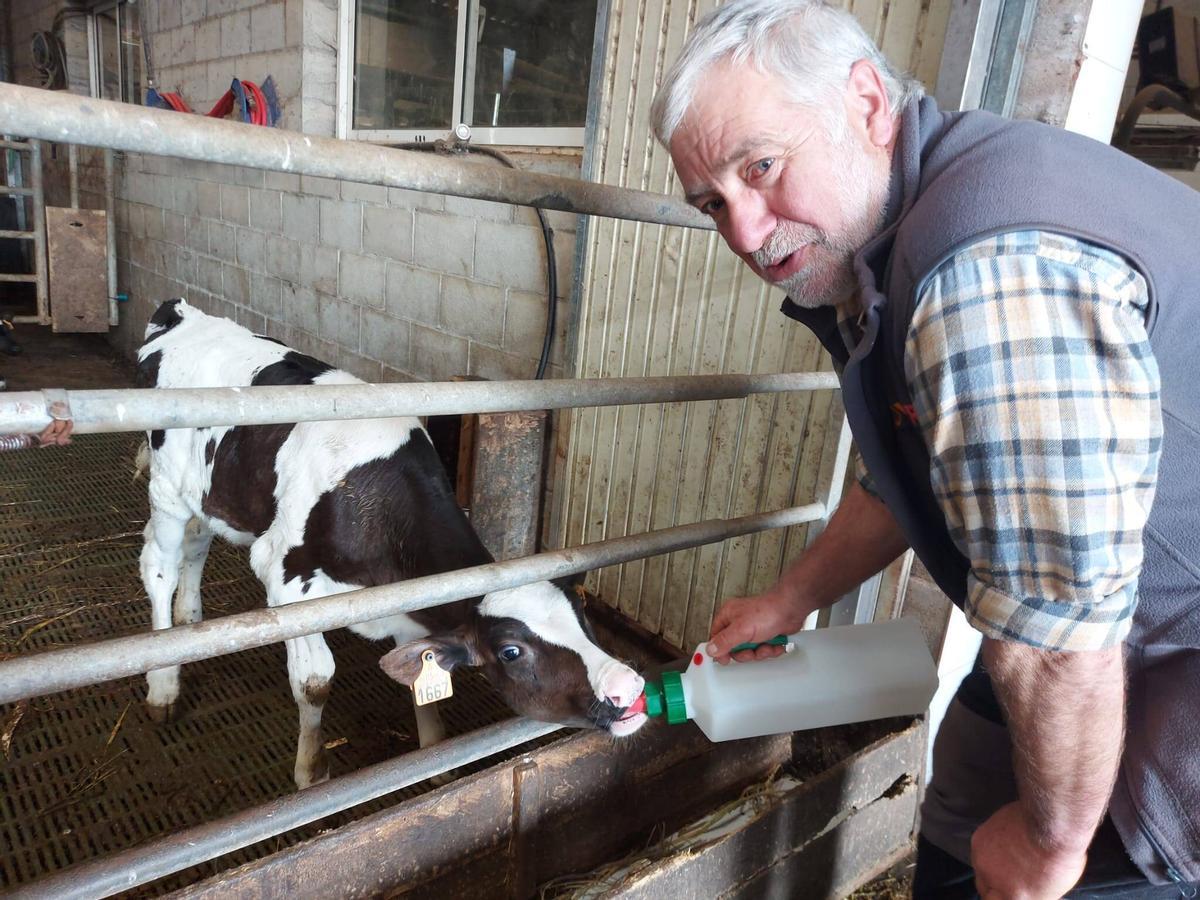 Fernando Marrón, dando de mamar a una vaca, en Poles.