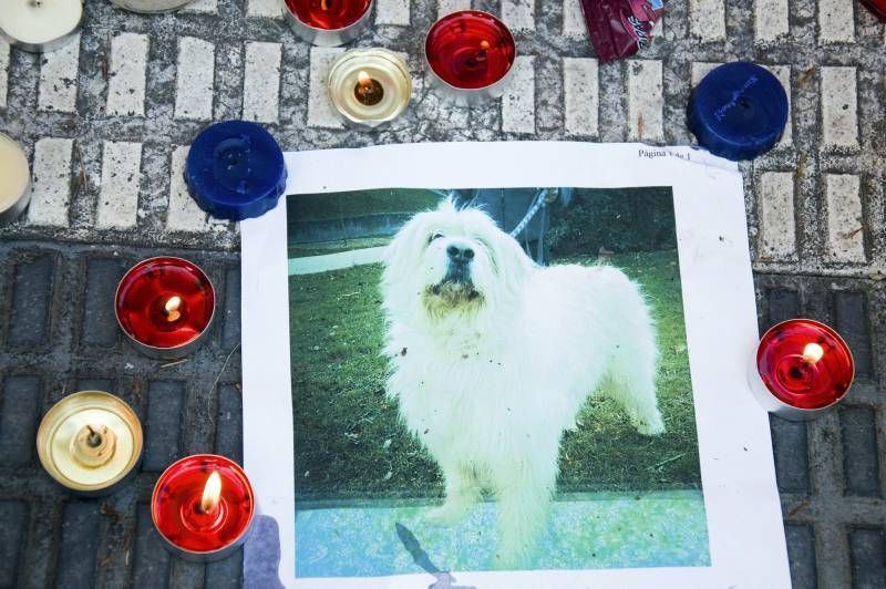 Fotogalería: Rechazo vecinal a la muerte del perro de Las Delicias