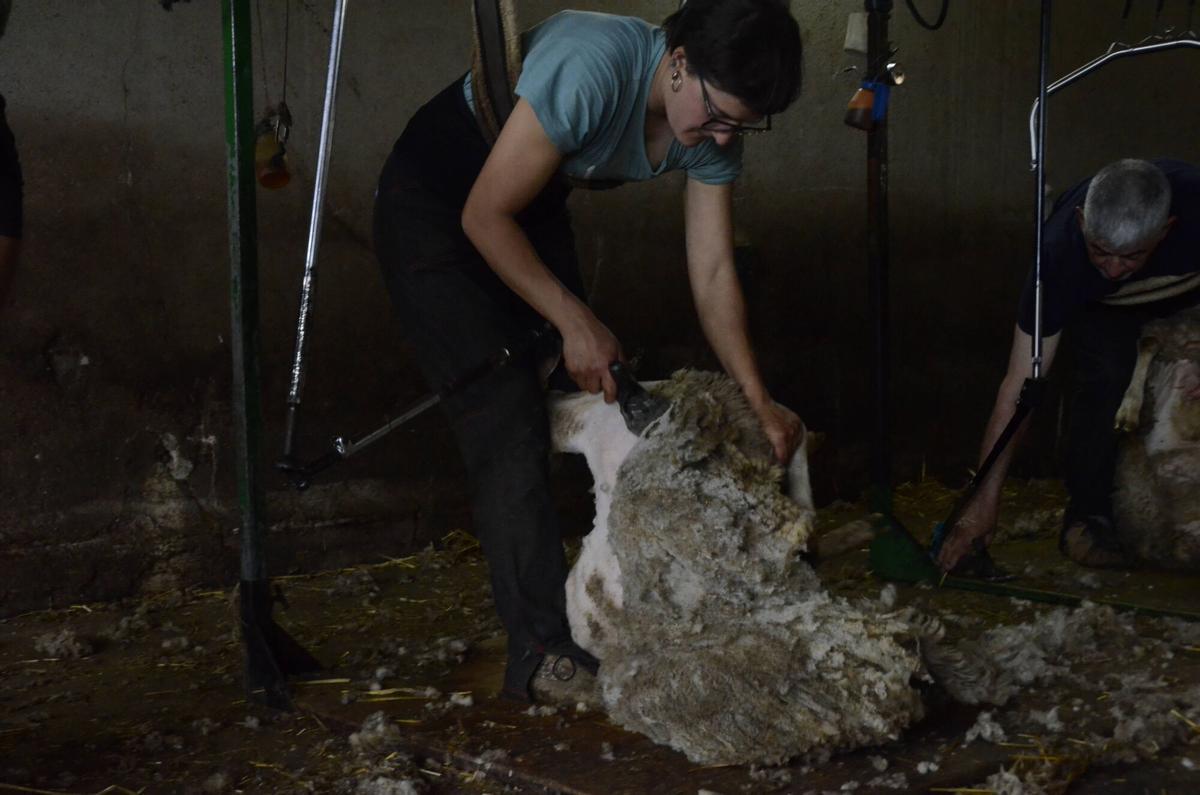 Esquilada d'ovelles a Puigpelat de la Molsosa Esquilada d'ovelles a Puigpelat de la Molsosa