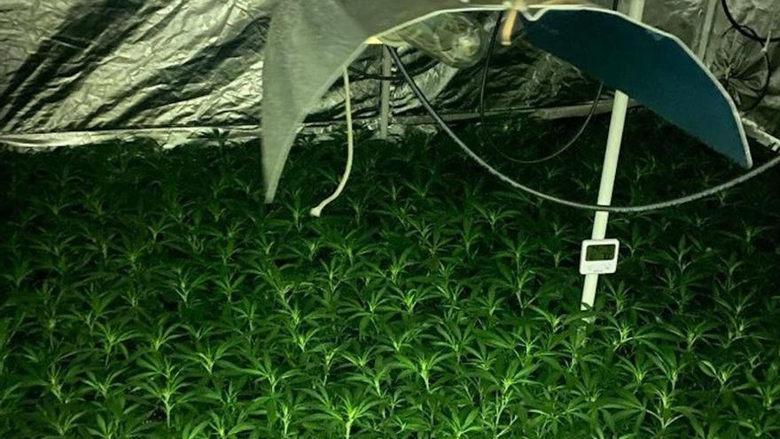 Tres detinguts per cultivar 1.750 plantes de marihuana en una nau de Sant Salvador de Guardiola